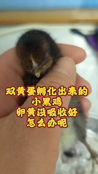 #孵蛋养成计划 #创作者中心 #创作灵感 双黄蛋孵化出来的小白🐔情况很好,可是写只小黑鸡就不太那啥,卵黄没吸收好,尾巴那块皮肤是透明的可以看见里面有黄色的,它也排便,给它喂开口药还有土霉素,还有葡萄糖水多维电解质水,给它按摩,做艾灸,害怕艾灸太热烫到它,试探着弄,又给它用生理盐水加热纱布温敷,今晚我拿海盐袋子开到最低档试试,用被子边边盖上不会太沉压到它,加油小黑鸡,友友们这种情况我该如何处理它这个卵黄没吸收好的情况呢,江湖救急评论区留言