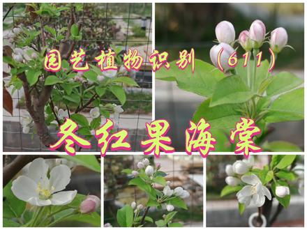 园艺植物识别(611)-冬红果海棠
#植物科普
