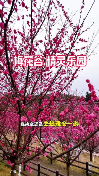 今年带小朋友出去玩,哪里都可以不去,一定要来雅安一日游,吃雅鱼,逛梅花谷精灵乐园,赏流光千灯夜灯会【雅安一日游/吃雅鱼】+【游梅花谷精灵乐园】+【白天项目(四季漂流重点)】+【流光千灯夜灯会:#雅安流光千灯夜#来梅花谷看灯会 #网络中国节#熊猫雅安邀你过大年