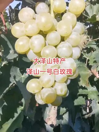 泽山一号白玫瑰 #大泽山葡萄