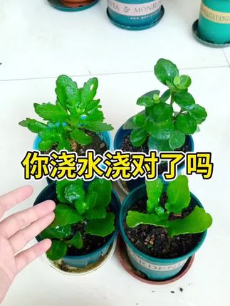 给花浇水你浇对了吗? #养花小知识 #爱生活爱养花 #每日分享 #长寿花@抖音创作小助手