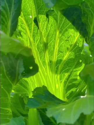 #上热门 【大叶甜芥菜种子#乡村的生活 】阳台庭院四季盆栽种植农家菜园地芥兰蔬菜种籽#引进优秀青年人才 #农业种植 #黄瓜种植教学