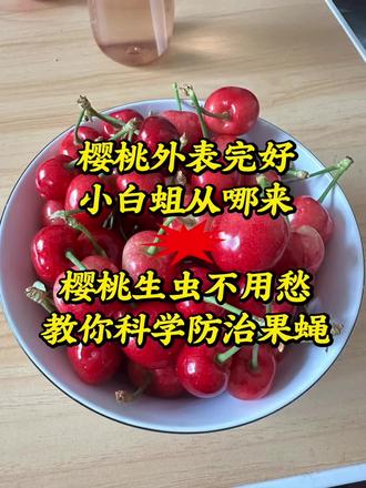 1分钟看懂:为什么你的樱桃会生虫?专家解答来了樱桃里的小白虫真相曝光!专家教你防治妙招樱桃里的小白虫到底是什么?专家教你识别并预防!最近樱桃大量上市,为什么总有人说里面“有虫”?真相来了!你敢信?红彤彤的樱桃里藏着果蝇幼虫?真相让人意外!樱桃生虫不用愁!科学防治果蝇,5招教你轻松解决!外表完好的樱桃为啥有小白蛆?3个原因揭秘,看完不再担心!#大樱桃种植技术 #果蝇幼虫 #樱桃种植技术#大樱桃 #三农