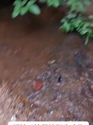 去钓鱼,看到一只二师兄从悬崖上掉下来腿抽筋了,怎么去帮它一下 #户外 #真实户外