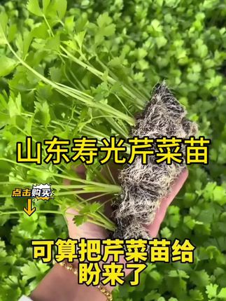 山东寿光芹菜苗#山东寿光芹菜苗 #芹菜苗 #家庭种植 #在家种菜 #芹菜苗子