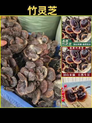 【云南特产】高原下山货竹灵芝助农山货竹灵芝 #强烈推荐 #家乡特产 #抖音推广 #每日分享 #特色农产品