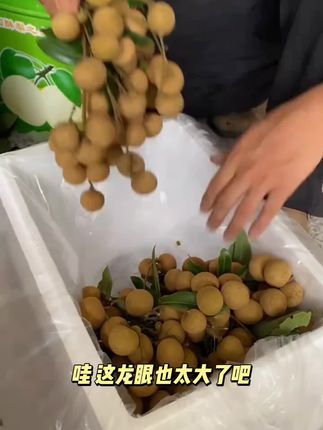 【顺丰包邮】广东高州储良老树龙眼新鲜现摘大果肉厚家庭装新鲜水果