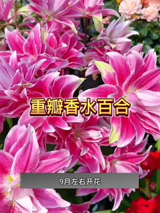 #重瓣香水百合种球 种一次年年开花,现在又到了种植百合的季节#香水百合 #香水百合种球 #百合花 #百合种球