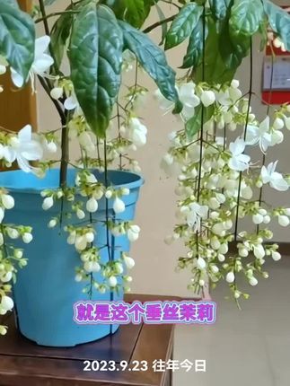 #垂丝茉莉#适合室内养的花卉#好看又好养的花 #好看的花花一定要分享给你 #爱生活爱养花
