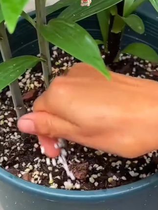 三元复合肥#爱生活爱养花 #家庭种植 #果树盆栽 #绿植盆栽 #阳台种植 通用