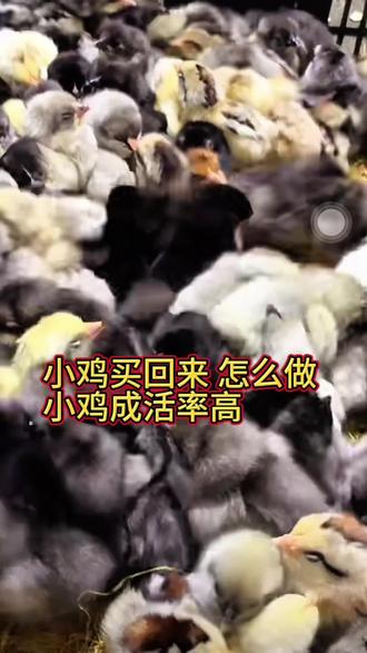 #家禽养殖技术分享 小鸡买回来这样喂 成活率九成九#创业养鸡 #农村养殖致富 #我家养的土鸡 #蛋鸡健康养殖