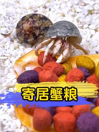 想养好寄居蟹必不可少的海盐 #无限回购的宝藏单品 #寄居蟹海盐 #寄居蟹饲养 #寄居蟹换壳 #寄居蟹蜕皮