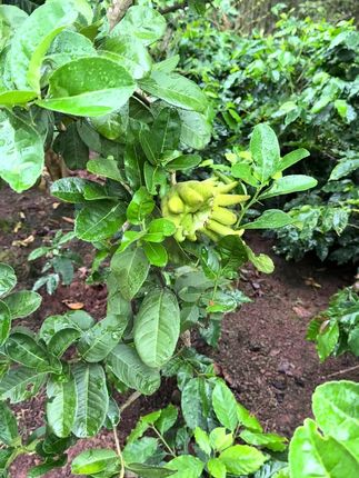 #一分耕耘一分收获 #农村生活记录 #新鲜采摘 #佛手柑