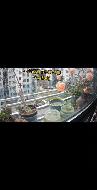 斑鸠日常 怎么分辨斑鸠公母?#斑鸠公母