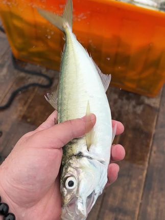 养殖巴浪鱼太受欢迎啦#海鲜 #源头实力厂家 #吃海鲜