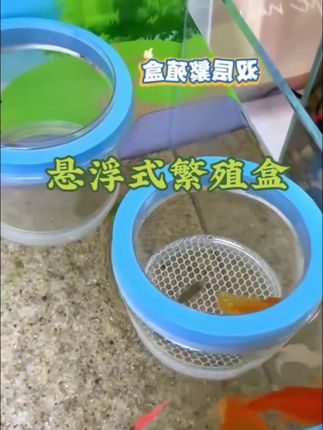 【孔雀鱼繁殖盒】鱼缸小鱼苗隔离盒母鱼幼鱼漂浮孵化盒悬浮式孵化#孔雀鱼繁殖盒 #鱼苗隔离盒 #漂浮孵化盒