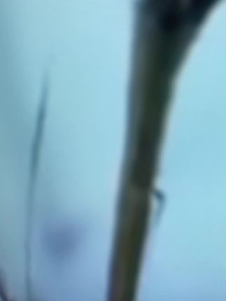 真好