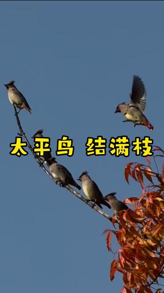 太平鸟“糖葫芦” 太平鸟结满枝
昨天没能遇上冬季迁徙而来的太平鸟,今早再来碰碰运气。
天空还算晴朗,虽仍带一丝灰蒙,但比起昨日风大雾蒙的天气,要舒适太多。
路过昨天摄影大师们等待太平鸟洗澡的水域,却没了长枪短炮的阵势,不知道大师们是不是已经如愿守候到“太平公主”沐浴的私密照。
往园子深处走,发现长枪短炮聚在一片草地上,瞄着隔水相望的树冠,果然发现高高树梢上,停着些鸟状音符,手机拉近,正是太平鸟,可惜距离有些远,光线也不佳,又没有大师们的高级枪炮,看得太不过瘾。
手机党的最大好处,就是轻装上阵,如同鸟儿一样自由。离开大师们的场子,继续随机漫步,路上看到其他常见的鸟类也很开心。前方不远一棵长满红叶的枝条上,落下几只鸟,定睛细看,莫西干式发型(簇状羽冠),正是太平鸟。
几只先是立在树枝中部,后跃到一根斜向上突出的枝条上,陆续飞来的太平鸟竟然把整根枝条都挤满了,像个太平鸟冰糖葫芦,树顶那只能看到红色的尾羽。
阳光正好,太平满枝。感谢好运,愿天下太平。
#野生鸟类摄影 #鸟类摄影 #拍鸟 #鸟类实拍 #南京观鸟