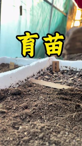 冬已去,春耕开始今天继续育苗#育苗 #记录我的种植生活 #新农人计划2026 #我的乡村生活 #返乡创业新农人