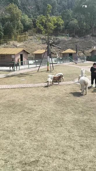 今天在金华市婺城区找到一家宝藏游玩地~占地面积大,趁着现在活动多赶快把团购卷囤起来把!#周末去哪玩#五一去哪玩#鹿语清风牧场