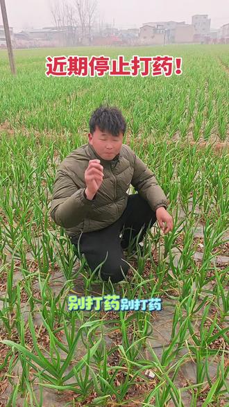 温度低大蒜千万不要打药!#真实生活分享计划 #现场实拍 #辉哥讲农技 #大蒜种植技术 #服务三农支持三农