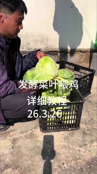 发酵菜叶喂鸡降低成本,教程来了#养鸡小妙招分享 #创作者中心 #创作灵感 #菜叶发酵