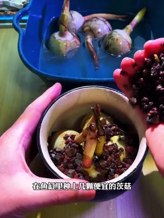 种茨菇最简单最正确的方法,先找一个不要钱的花盆,倒入水草泥,约花盆三分之二,再把茨菇放进花盆,可以觅植茨菇摆好,用水草泥覆盖住,然后再用石头铺面,这样不仅美观,还能防止鱼儿扒拉水草泥。最后我们就可以直接放鱼缸里了。茨菇不仅便宜,还长得贼快,像这样也就三天左右的样子,第四天很多叶子露出了水面,就这生长速度着实惊人,万万没想到一个礼拜水面居然长满了,真的太好看了!关键它的净水能力太强了,这哪是水草,简直就是鱼缸净水器,家里鱼缸水质不好的水草总养不活的,一定要种上几颗茨菇!#水草造景 #慈菇水草