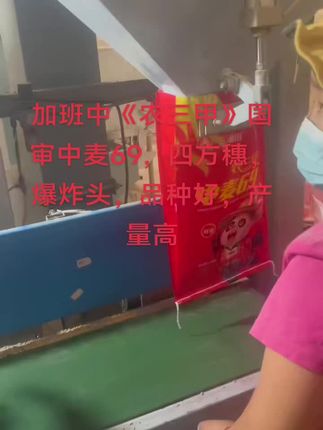 #源头实力厂家《农三甲》国审安麦11第一批种子四方穗、爆炸头、开始发货,《农三甲》中麦69 三系➕混系杂交 抗倒好 更高产 穗头大 群体大