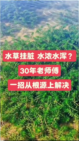 水草挂脏,水浑,老师傅一招解决#虾蟹养殖#大闸蟹养殖#螃蟹养殖#水产养殖#龙虾养殖