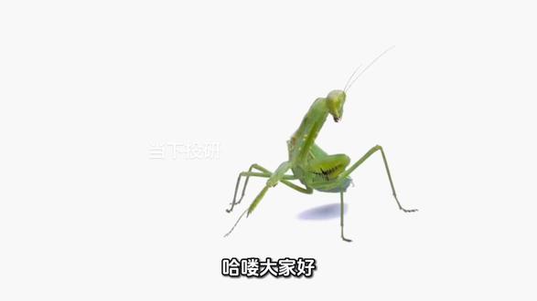 金螳螂凭什么20天6板? #投资 #炒股 #大A #股票知识