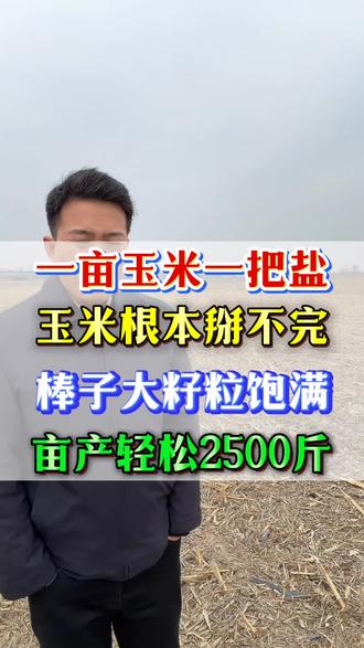 一亩玉米一把盐,玉米根本掰不完
