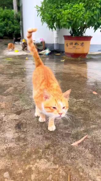 有人问我:“花一万多救一只流浪猫,值得吗?”它叫望橘,眼睛曾经畏光溃烂、对人类满心戒备;如今它蜷在我腕间打呼噜。于我而言,生命从没有值不值得,只有愿不愿意。三个月的日夜守护,那些被它咬出来的血窟窿早已愈合了,可我知道,是它,用满身尖刺,教会了我什么叫救赎#小猫治愈世界 #每个生命都应该被尊重