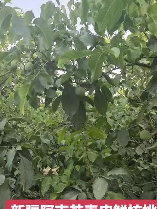 新疆阿克苏 185#青皮核桃成熟了 #助农扶农