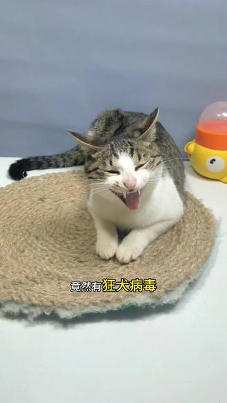 给抓了我手的猫猫测了一下,竟然……#狂犬疫苗 #狂犬病 #猫咪 #养猫经验分享 #狂犬病毒检测卡