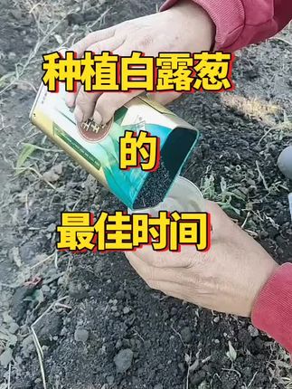 种白露葱的最佳时间大葱#农业 #农业种植 #大葱种植 #蔬菜种植