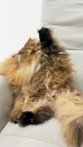 过年带宠回家,宠物毛发打理超费心。试试这款宠物申亚威能D生物素鱼油。#宠物申亚威能D生物素鱼油 #过年带宠回家 #猫狗毛发养护 #养宠实用好物 #宠物营养补充剂