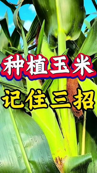 种植玉米科学三方法。#玉米种植 #玉米高产 #三农种植 #三农 #农业种植