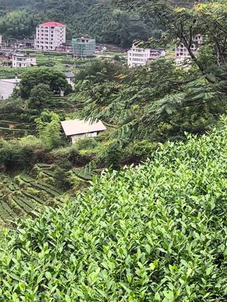 今日立秋。这是二十四节气中秋季的第一站。秋已至,一叶落天下秋,一个转身,夏天就成了故事,一次回眸,秋天变成了风景。希望这个秋天的秋风不燥,岁月静好,愿我们都平安顺遂,一切美好如期而至。#茶生活 #我的乡村生活 #最美茶园 #自家茶园 #爱喝茶的关注我