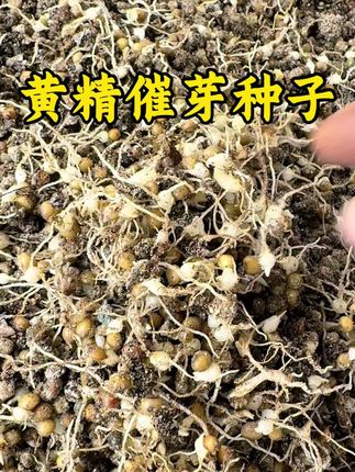 多花姜型黄精催芽种子#黄精催芽种子 #黄精芽头 #黄精苗 #黄精块茎 #黄精种植