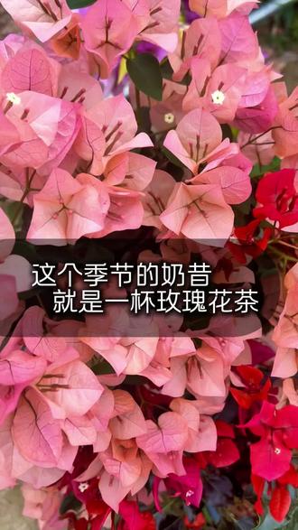 #三角梅品种 冬天里的一杯玫瑰花茶—奶昔#三角梅