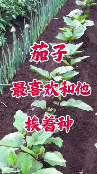 茄子,最喜欢和它挨着种#三农 #种植小技巧小妙招 #移栽片