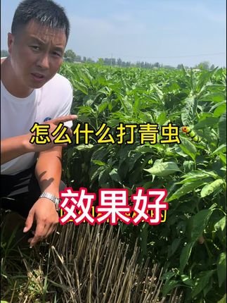 抗性虫害、病害、除草增效剂#农业种植技术 #辣椒种植技术 #三农流量扶持计划 #抖音助农扶农 #种植小技巧