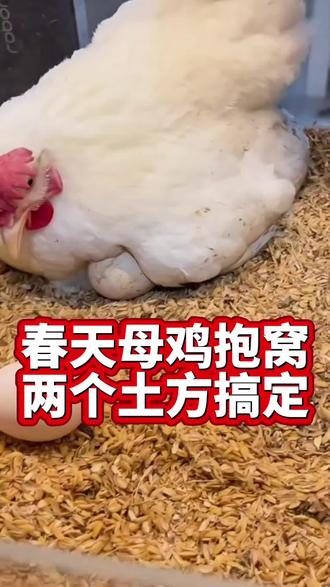 春天母鸡抱窝,两个土方搞定#三农养殖#养鸡小妙招#散养鸡 #养鸡 #新农人计划
