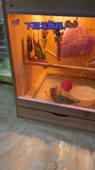 小鸟日常#牡丹鹦鹉 #鹦鹉 #鹦鹉鹦鹉萌萌哒逗鹦鹉 #手工