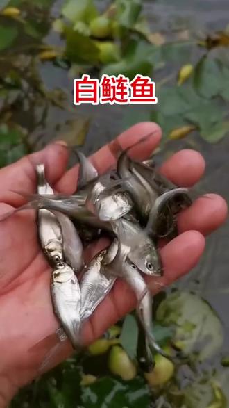 白鲢可净化鱼塘水库水质#白鲢鱼#鲢鳙 #农村创业养殖经验分享