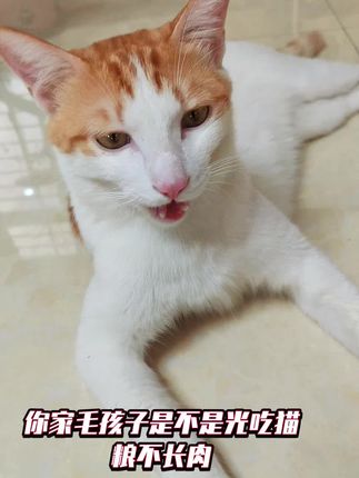 #红狗维生素 你家猫咪是不是也是光吃猫粮不长肉,这款维生素一瓶含有25种营养现在下单还送试吃刷到赶紧冲#猫咪维生素 #宠物维生素 #新手养猫 #养猫人