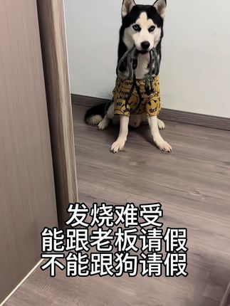 真是养了个活祖宗#二哈 #萌宠出道计划 #傻狗的日常