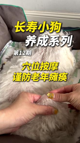 小斗的居家“大保健” - 穴位按摩 #科学养宠攻略 #养狗经验分享 #养狗日常 #新手养狗 #狗瘫痪
