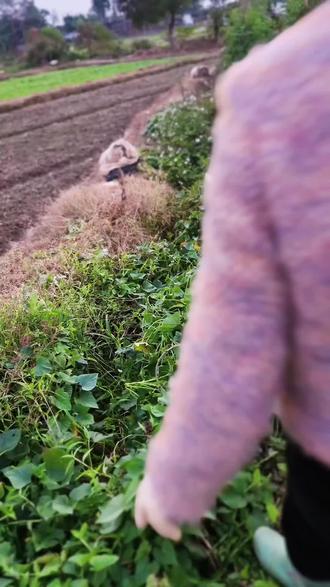 一个妙招教你如何租到适合自己的菜地养鸡种菜
#记录我的农村生活 #农业种植 #抖音农村人 #三农流量扶持计划 #真实生活分享计划