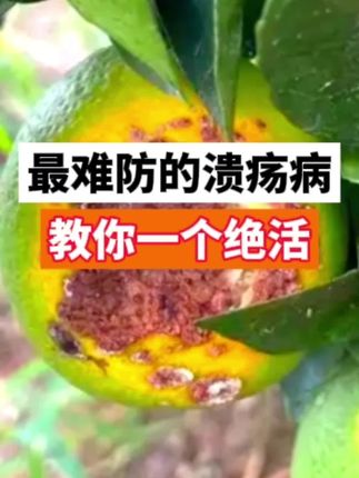 只需要一招,溃疡病不再来#柑橘种植 #柑橘种植技术 #柑橘管理